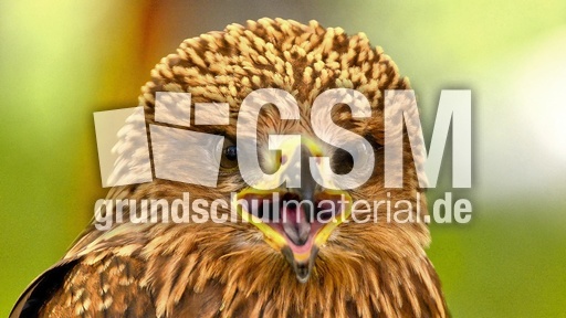 Schwarzmilan (4).jpg